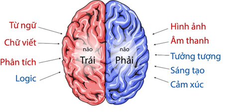Bộ não con người làm việc thế nào?
